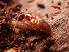 Oxypselaphus obscurus