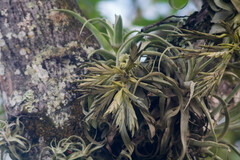 Tillandsia streptophylla