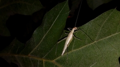 Oecanthus exclamationis