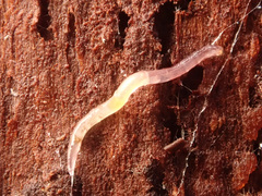 Enchytraeidae