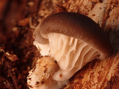 Pleurotus ostreatus