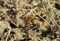 Cryptocheilus fabricii