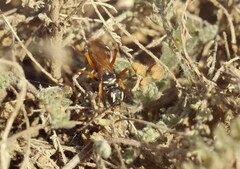 Cryptocheilus fabricii