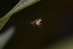 Mangora acalypha