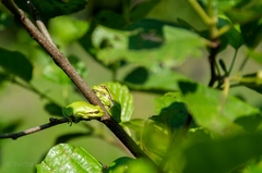 Hyla arborea