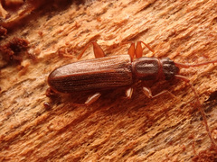Dendrophagus crenatus