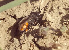 Anoplius viaticus