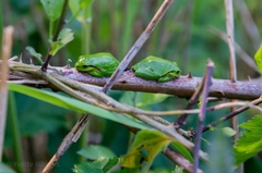 Hyla arborea