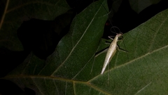Oecanthus exclamationis