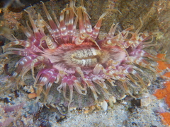 Actinostella bradleyi