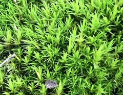 Dicranum flagellare