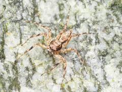 Phaeacius malayensis