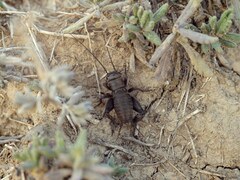 Melanogryllus desertus