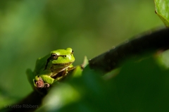Hyla arborea