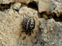 Steatoda albomaculata