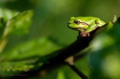 Hyla arborea