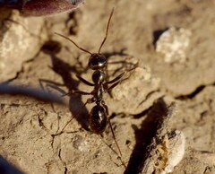Cataglyphis aenescens