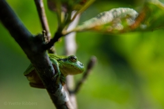 Hyla arborea