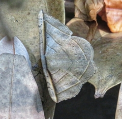 Entomogramma fautrix