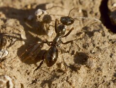 Cataglyphis aenescens