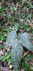 Dorstenia