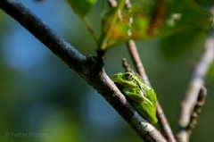 Hyla arborea