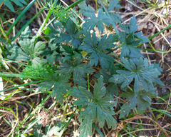Geranium sibiricum