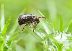 Strophosoma capitatum