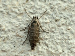 Deuterotinea casanella