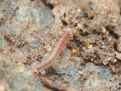 Opisotretidae