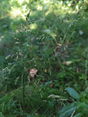 Poa trivialis