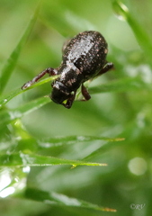 Strophosoma capitatum
