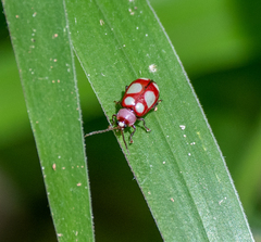 Omophoita sexnotata