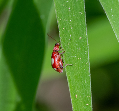 Omophoita sexnotata