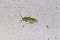 Blaberidae