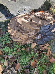 Meripilus giganteus