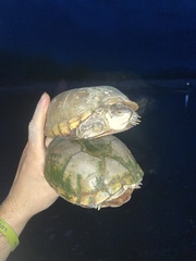 Kinosternon arizonense