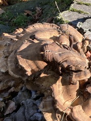 Meripilus giganteus