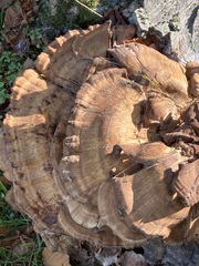 Meripilus giganteus
