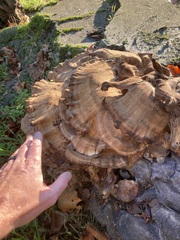 Meripilus giganteus