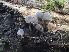 Mycena alcalina