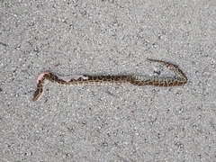 Python bivittatus