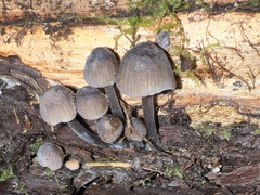 Mycena alcalina