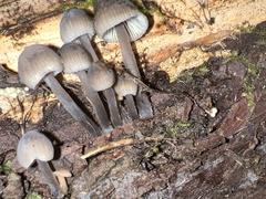 Mycena alcalina