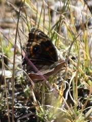 Junonia nigrosuffusa