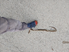 Python bivittatus