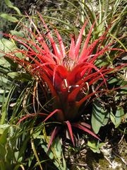 Aechmea recurvata
