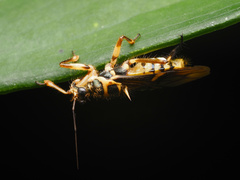 Inara flavopicta