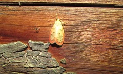 Miltochrista miniata