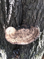 Ganoderma